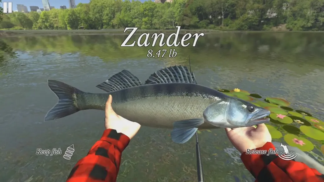 Mãos com camisa aos quadrados a segurar uma zander de 8.47 lb sobre nenúfares em Ultimate Fishing Simulator